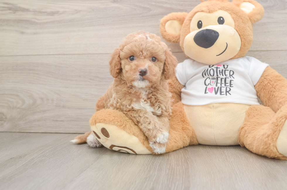 6 week old Cockapoo Puppy For Sale - Fairfield Furbabies