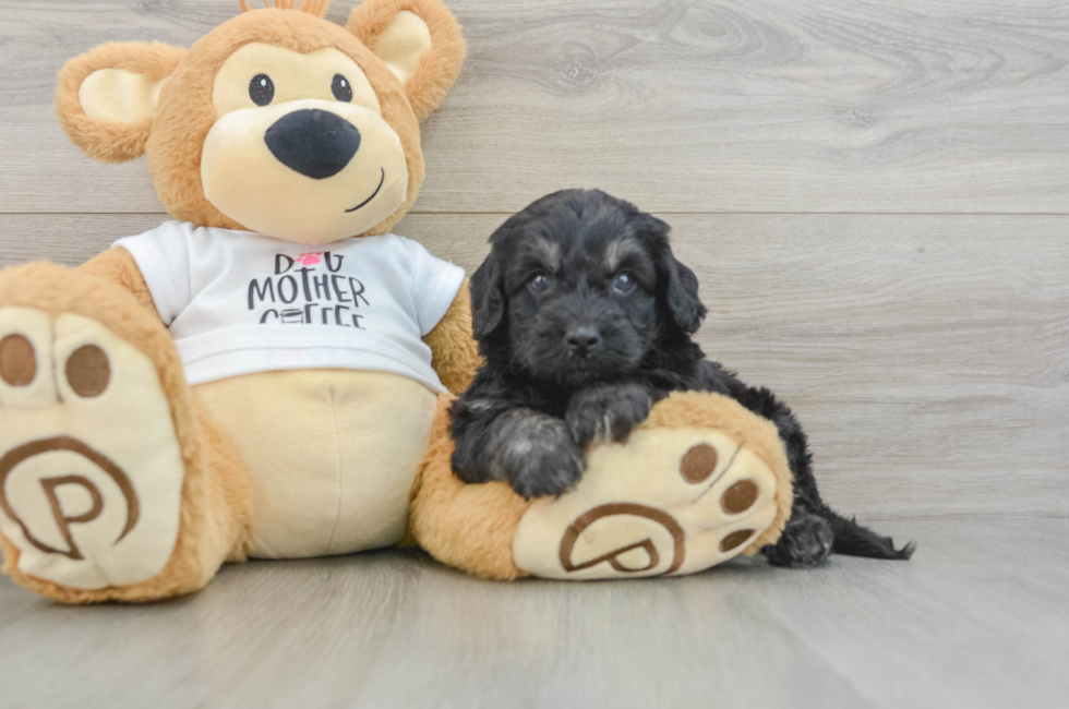 5 week old Cockapoo Puppy For Sale - Fairfield Furbabies