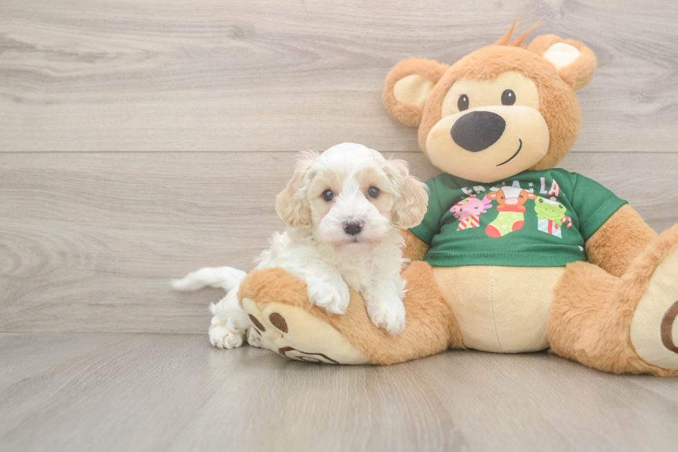 Cockapoo Pup Being Cute