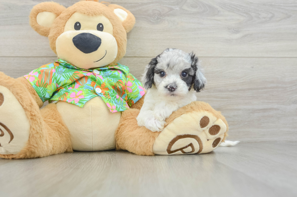 5 week old Cockapoo Puppy For Sale - Fairfield Furbabies