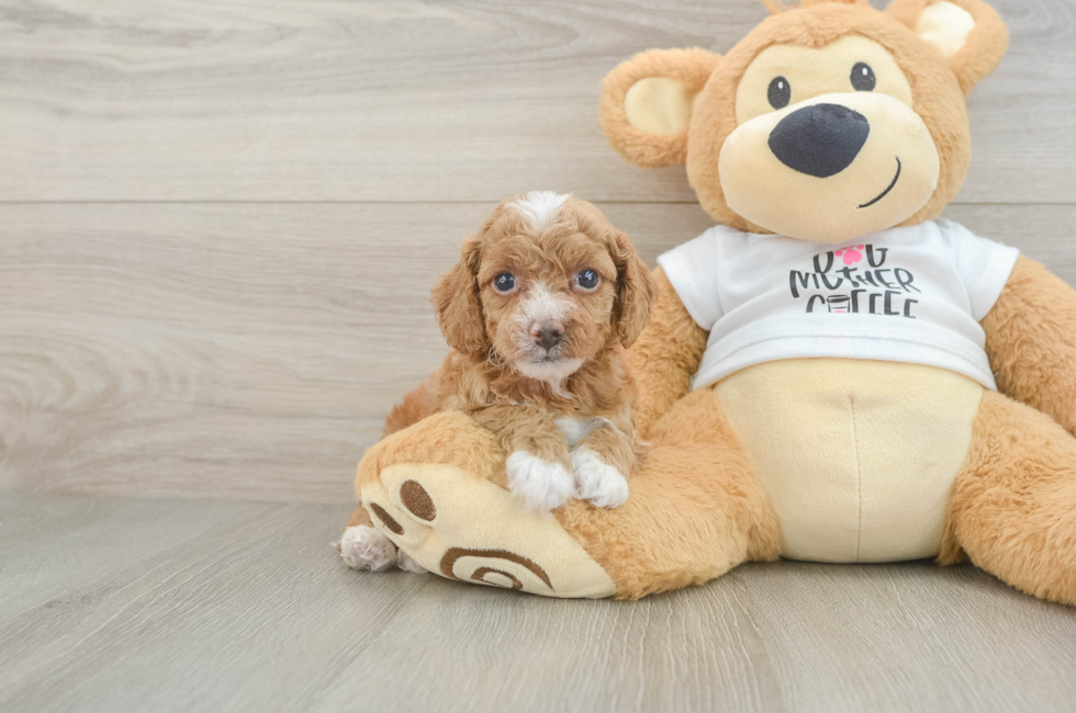 5 week old Cockapoo Puppy For Sale - Fairfield Furbabies