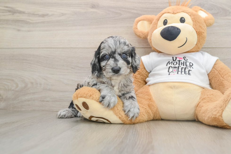 Cockapoo Puppy for Adoption