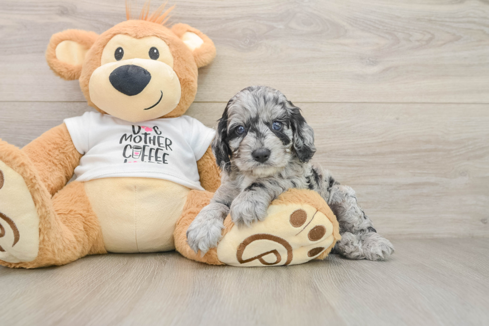 Cockapoo Pup Being Cute