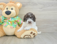 7 week old Cockapoo Puppy For Sale - Fairfield Furbabies