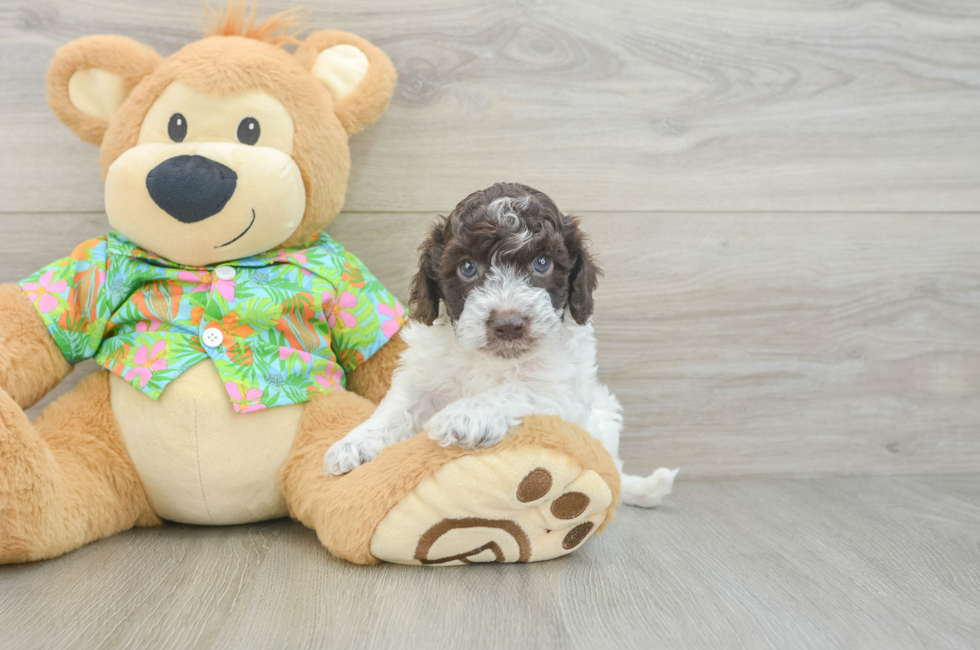 5 week old Cockapoo Puppy For Sale - Fairfield Furbabies