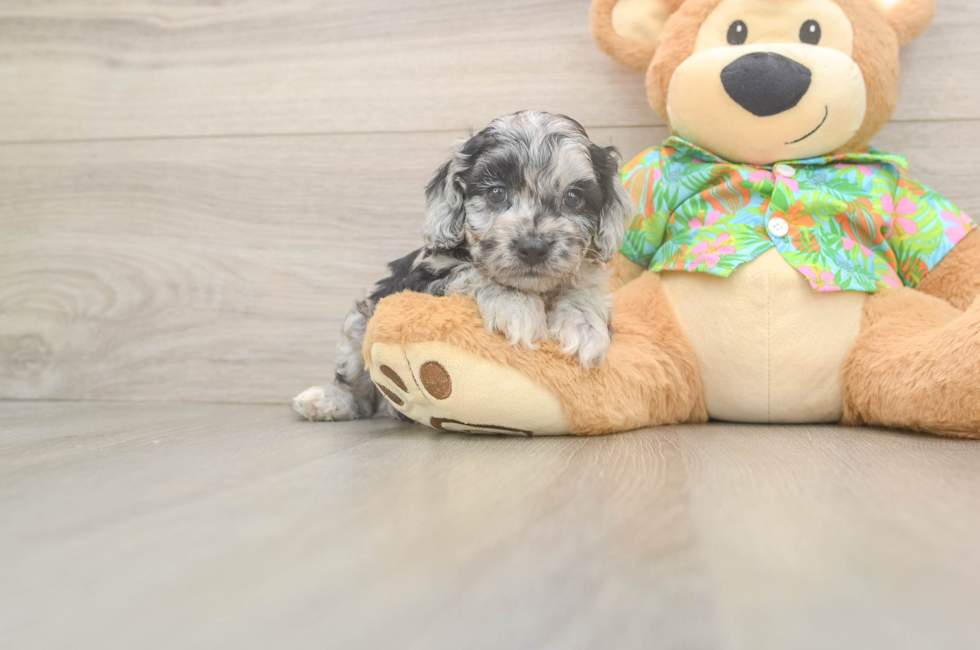 6 week old Cockapoo Puppy For Sale - Fairfield Furbabies