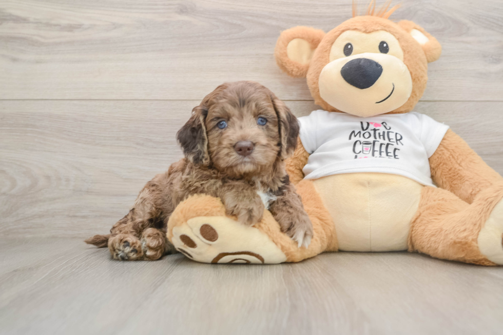 Small Cockapoo Baby