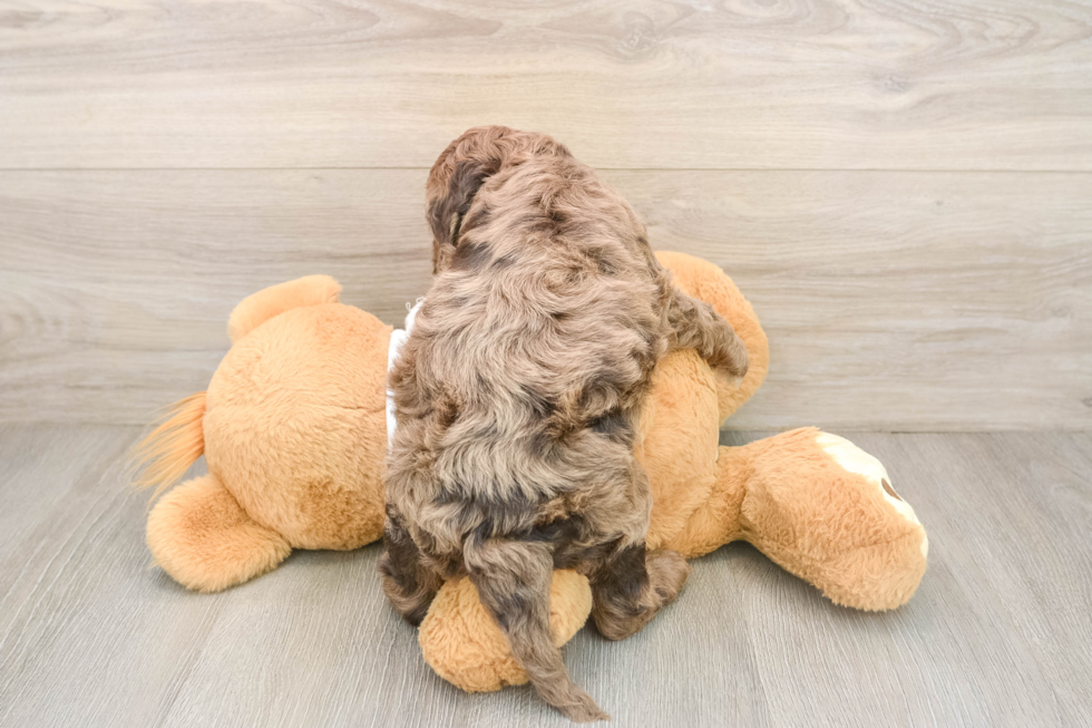 Adorable Cocker Doodle Poodle Mix Puppy