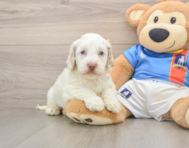 7 week old Cockapoo Puppy For Sale - Fairfield Furbabies