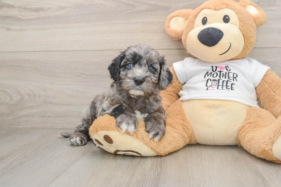 Happy Cockapoo Baby