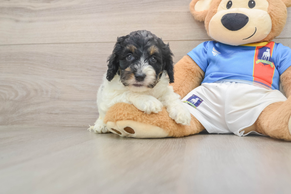 Cockapoo Pup Being Cute