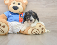 7 week old Cockapoo Puppy For Sale - Fairfield Furbabies