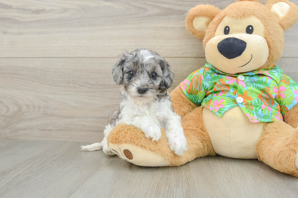 5 week old Cockapoo Puppy For Sale - Fairfield Furbabies