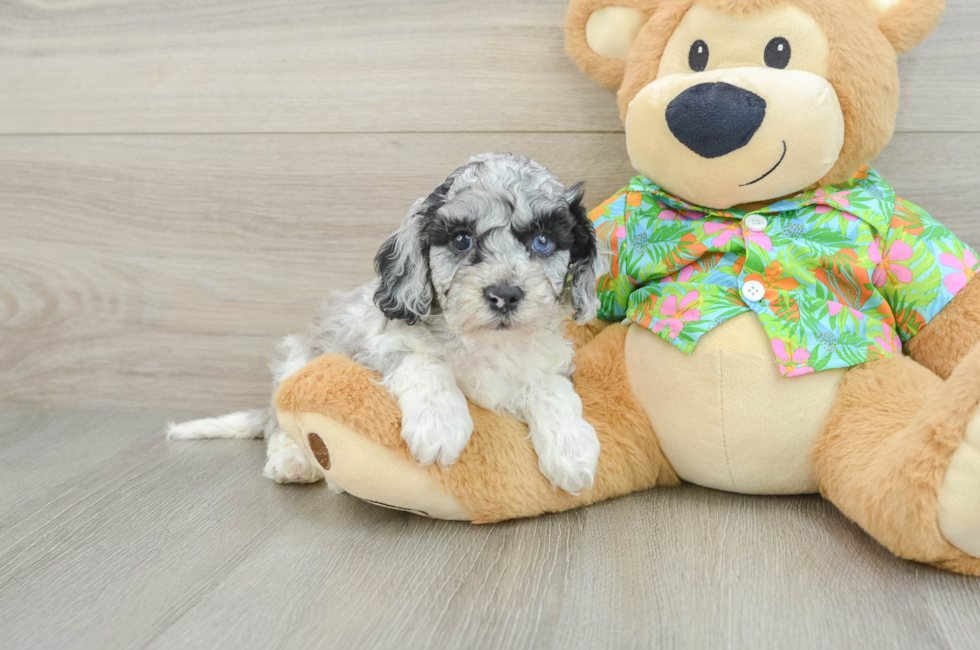 5 week old Cockapoo Puppy For Sale - Fairfield Furbabies