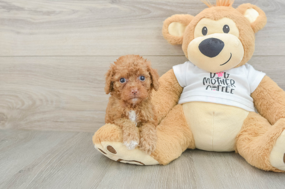 5 week old Cockapoo Puppy For Sale - Fairfield Furbabies