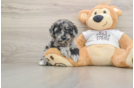 Cockapoo Pup Being Cute