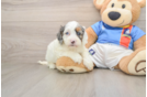 Best Cockapoo Baby