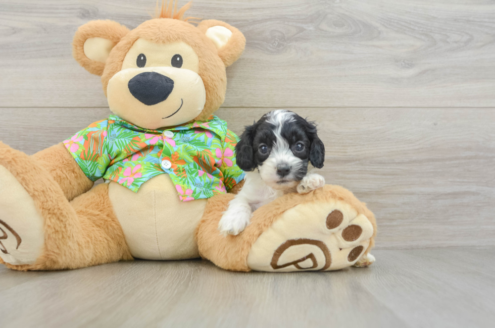 5 week old Cockapoo Puppy For Sale - Fairfield Furbabies