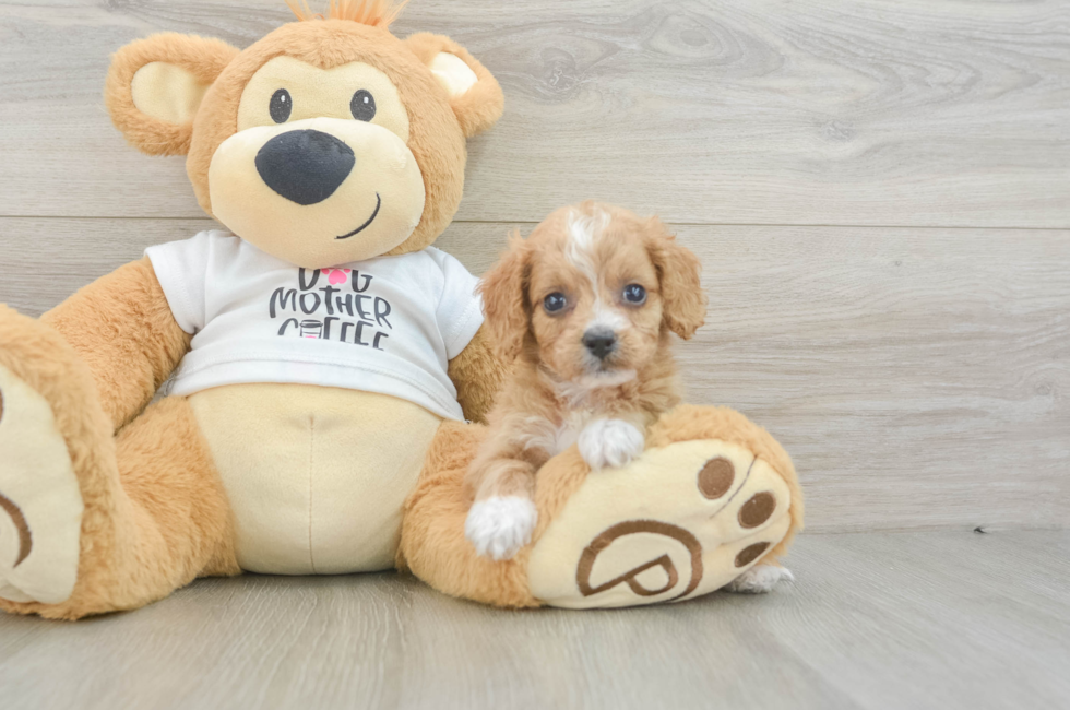 5 week old Cockapoo Puppy For Sale - Fairfield Furbabies