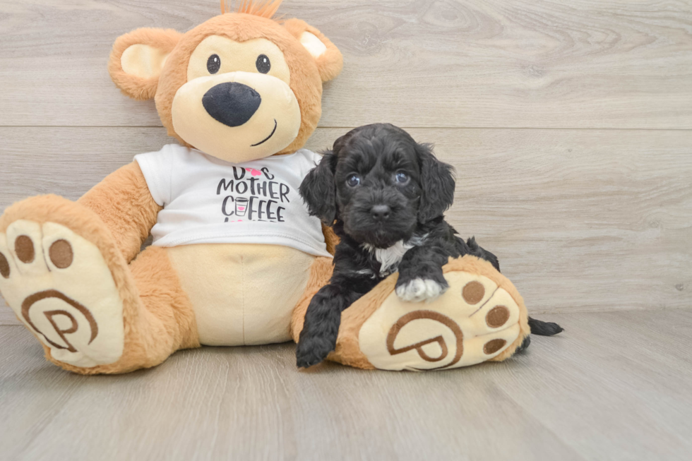Small Cockapoo Baby