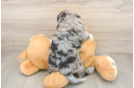 Cockapoo Pup Being Cute