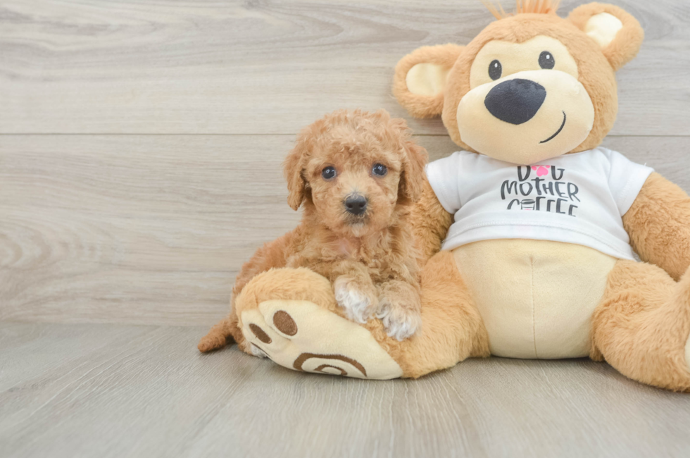 5 week old Cockapoo Puppy For Sale - Fairfield Furbabies