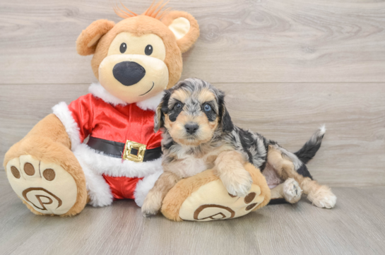 Cockapoo Pup Being Cute