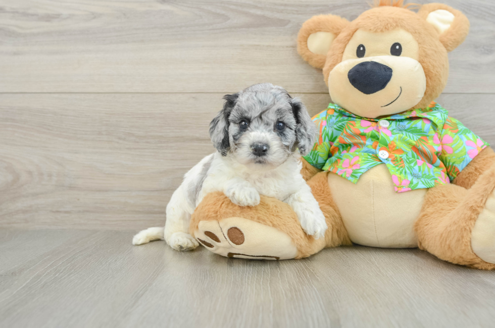 5 week old Cockapoo Puppy For Sale - Fairfield Furbabies