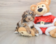 6 week old Cockapoo Puppy For Sale - Fairfield Furbabies