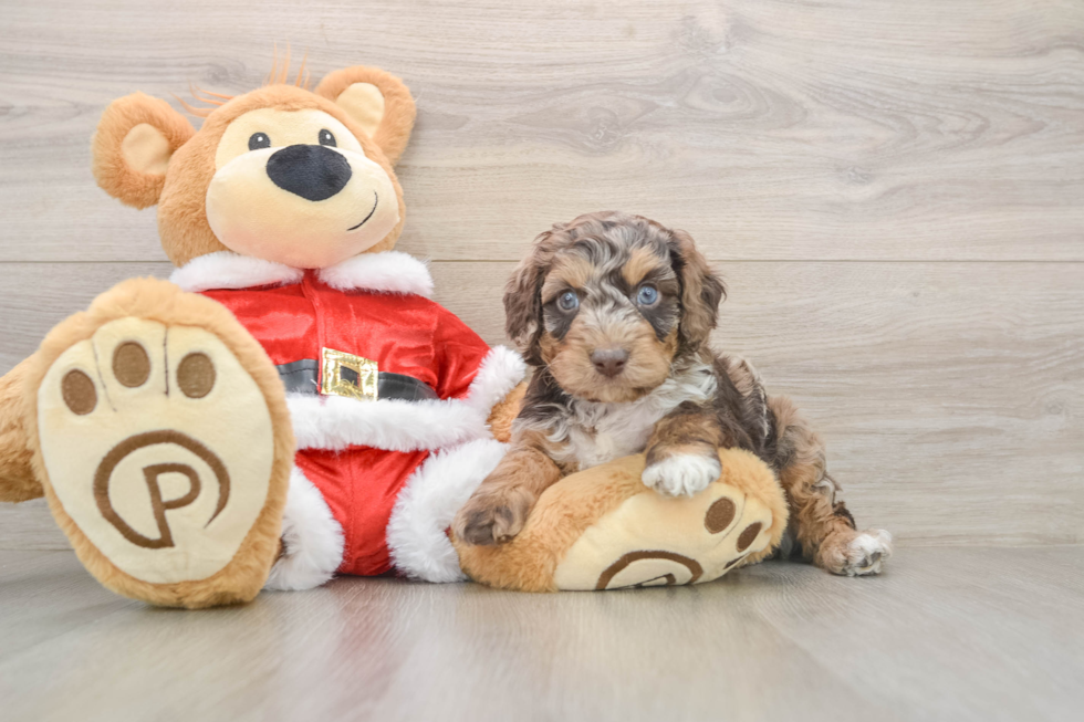 Hypoallergenic Cocker Doodle Poodle Mix Puppy
