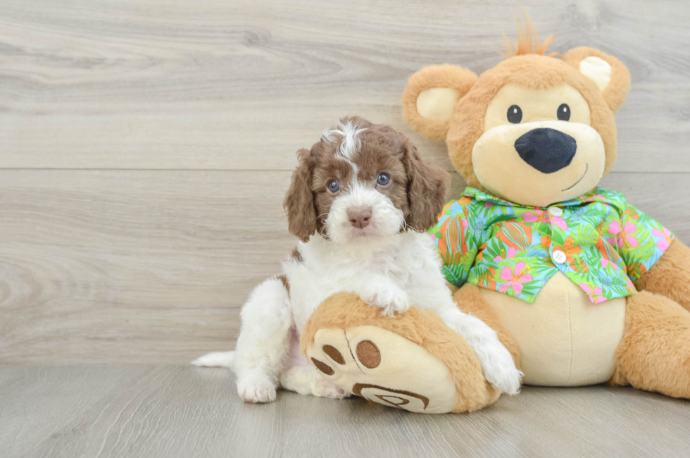 5 week old Cockapoo Puppy For Sale - Fairfield Furbabies