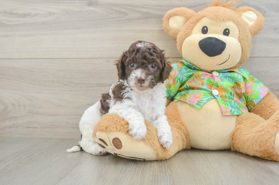 5 week old Cockapoo Puppy For Sale - Fairfield Furbabies