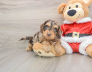 6 week old Cockapoo Puppy For Sale - Fairfield Furbabies
