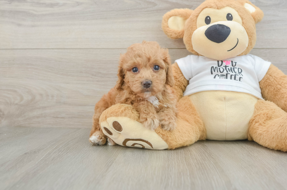 5 week old Cockapoo Puppy For Sale - Fairfield Furbabies