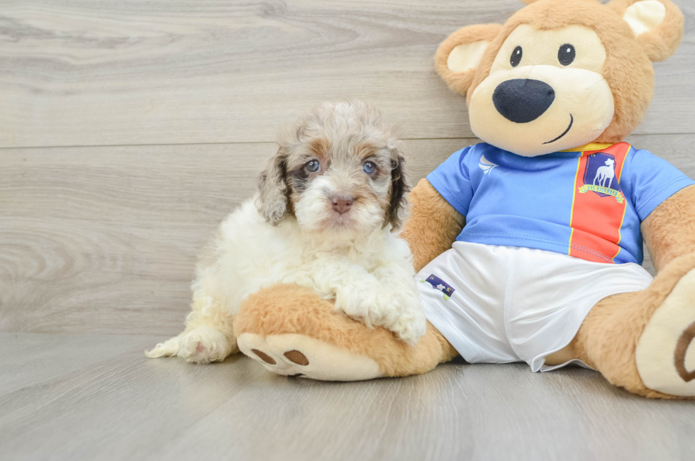 6 week old Cockapoo Puppy For Sale - Fairfield Furbabies