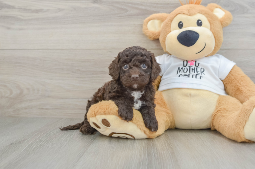 6 week old Cockapoo Puppy For Sale - Fairfield Furbabies