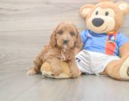 7 week old Cockapoo Puppy For Sale - Fairfield Furbabies