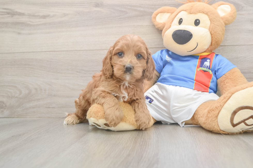 7 week old Cockapoo Puppy For Sale - Fairfield Furbabies