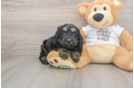 Funny Cockapoo Poodle Mix Pup