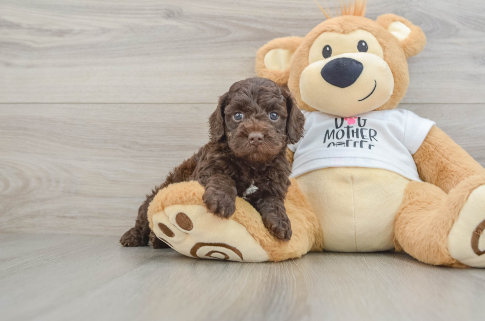 6 week old Cockapoo Puppy For Sale - Fairfield Furbabies