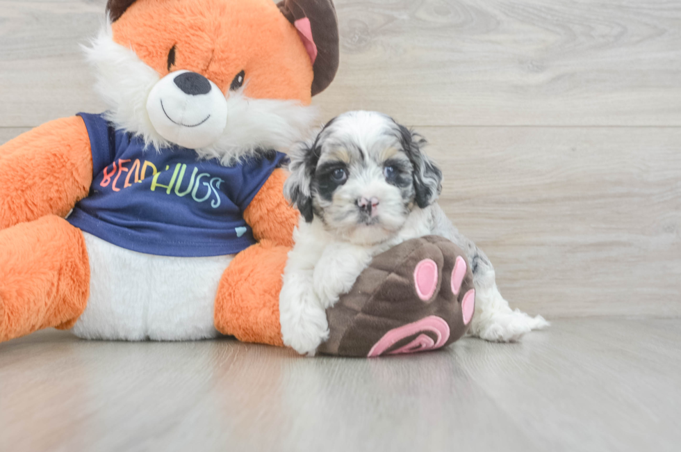 7 week old Cockapoo Puppy For Sale - Fairfield Furbabies