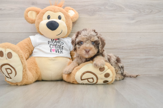 Sweet Cockapoo Baby