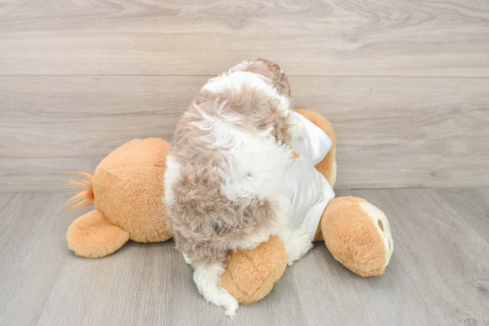 Smart Cockapoo Poodle Mix Pup