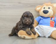 7 week old Cockapoo Puppy For Sale - Fairfield Furbabies