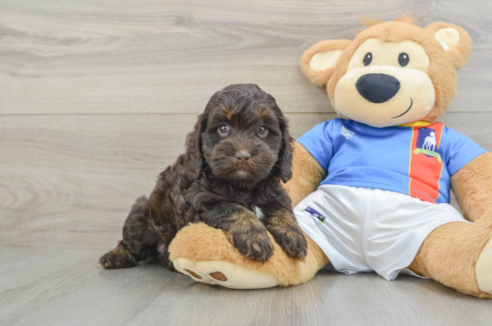 6 week old Cockapoo Puppy For Sale - Fairfield Furbabies