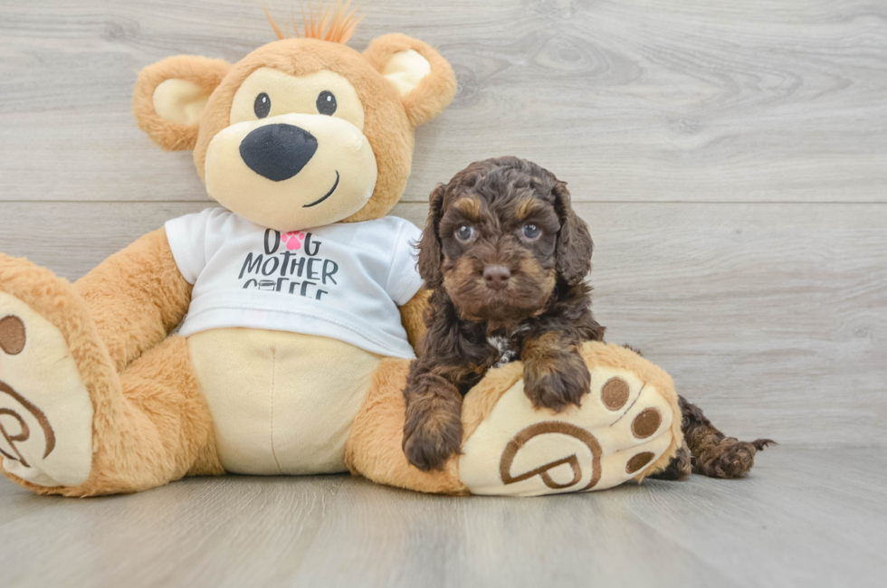 6 week old Cockapoo Puppy For Sale - Fairfield Furbabies