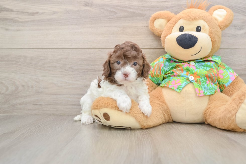 Cockapoo Pup Being Cute