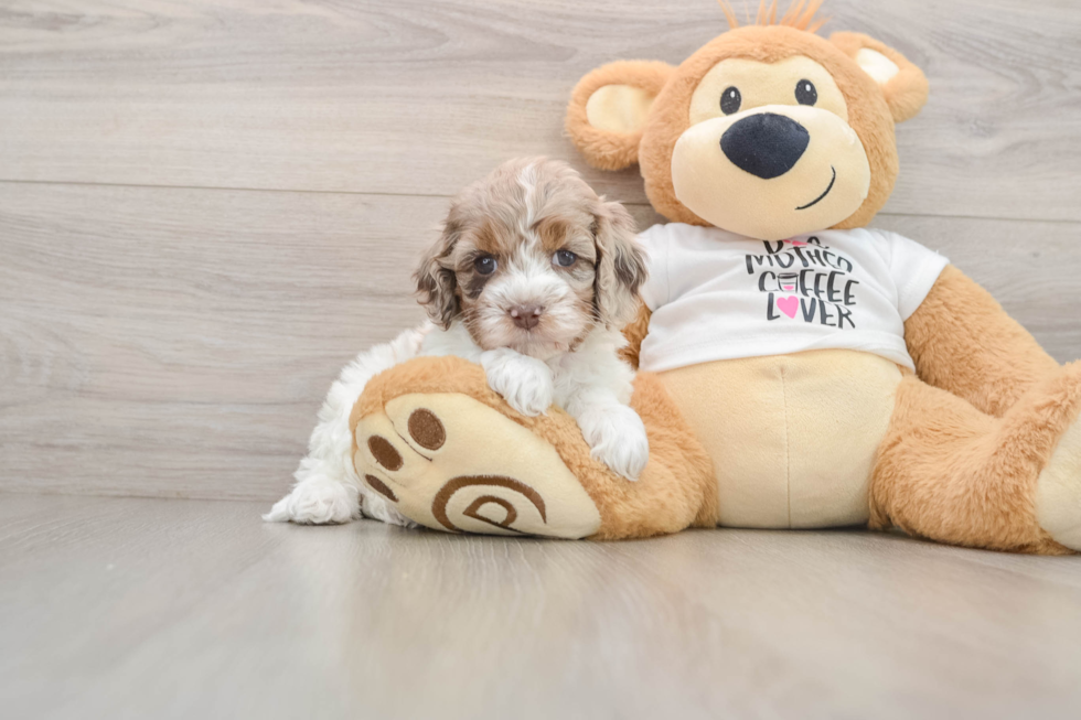 Friendly Cockapoo Baby