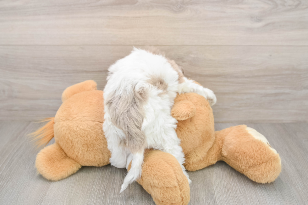 Cockapoo Pup Being Cute