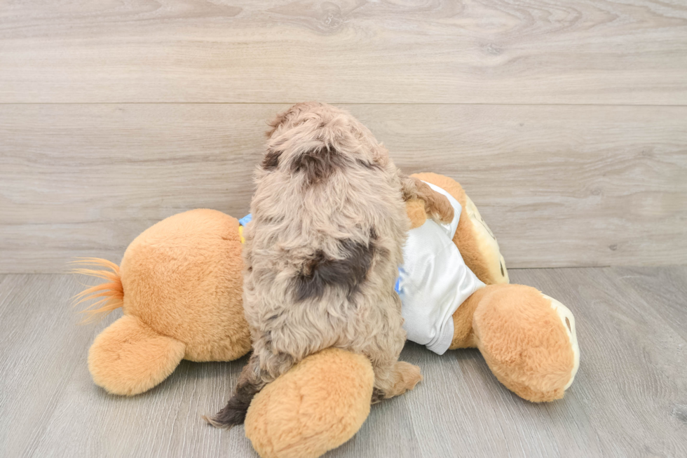 Cockapoo Puppy for Adoption